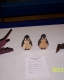 st_doylebill_130212_01